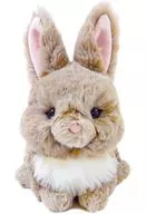ミニレッキス Peluche "Lapinou - ラピヌ"