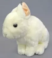 Japanese Hare (Winter coat) - Japanese hare (winter coat) - Real Animal Baby Animal Plush toy "NATURE'S LIBRARY"
