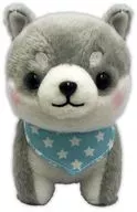 Taiga Standard Plush toy 「 Mameshiba Sanshi 」