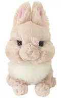 Netherland Dwarf (BE) Peluche "Lapinou ラピヌ"