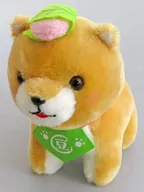豆太郎(さくら餅) 和菓子 スタンダードぬいぐるみ 「豆しば三兄弟」