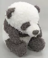 Panda Plush toy Panda Collection