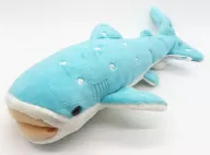 Whale shark Plush toy Okinawa Churaumi Aquarium Only