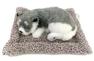 Suyasuya Onemuri Dogchan (husky) Plush toy