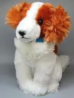 コーイケルホンディエのおでこちゃん(おしゃれさん) おすわりJBぬいぐるみ