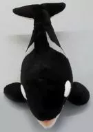 シャチ（LYNN）飼育員監修ぬいぐるみ 「名古屋港水族館」