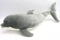 バンドウイルカ ぬいぐるみ(L) 須磨海浜水族園限定