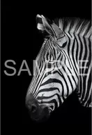 Zebra "The Zoological Garden" Jigsaw puzzle 300 pieces [71-686]