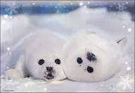 アザラシの幼稚園 ジグソーパズル 300ピース [300-190]