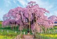 春彩の三春滝桜 「日本風景」 ジグソーパズル 1000ピース [1000-189]