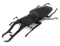 05. Escarabajo de la sierra de Girafa "The World's Insect Encyclopedia 2 nd Edition : World's Beetle and Escarabajo"