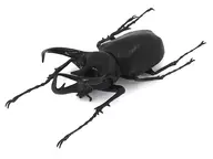 06. Chalcosoma caucasus, "The World's Insect Encyclopedia, Second Edition, World's Beetle and Kuwagata".