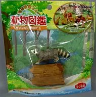 あらいぐま 地球まるごと! 動物図鑑 森や草原の仲間たち 