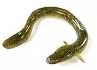 201 giant mottled eel "Chocolate Q : The 8th edition of Japanese animals"