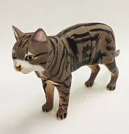 007 American shorthair (Brown Classic Tabby) "Chocolate and Egg, Pet and Animal Collection 1st"