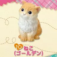 10. Cat (Golden) "Puchi Animal : Our Family's Fluffy and Fluffy Pet"