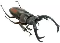 5. Rhaetulus didieri, 「, insects, hunters, beetles and stag beetles, 」.