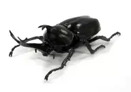 Beetles "Insect Hunter Beetles & Stag beetles"