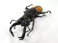 セアカフタマタ Stag beetle "Insect Hunter Beetle & Stag beetle"
