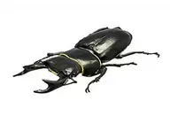 3) Stag beetle "Bug Hunter"
