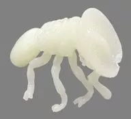 [Secreto 3] Turtleant (Fosforescencia) "Chocolate-Egg Kids Strongest King Picture Book 4 vs. Insect King Picture Book"