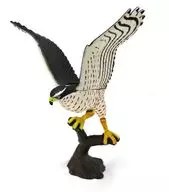 【絕密】大鷹的飛躍