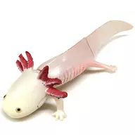 【绝密】美西螈