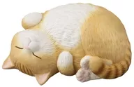 5.ごろにゃん褐虎
