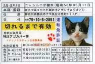 Nyan Tonio Inoki "Nameneko Mini Driver's License Series"