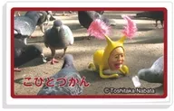 鳩と一緒にえさを食べるホトケアカバネ ケース 「LOVELETS こびとづかん」