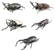 【BOX】昆虫ハンター カブトムシ×クワガタ 2026