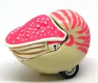 Pink Pullback Nautilus