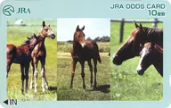 Jokoma JRA Odds Card 10