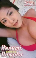 "Harumi Nemoto" Young Animal Bolt-Pule