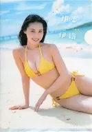 相楽伊織 B5両面クリアファイル ヤングガンガン 2026年2月20日号 No.04 特別付録