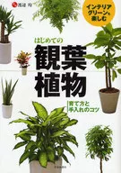 はじめての観葉植物 育て方と手入れのコツ
