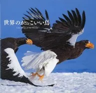 Cool bird of the world