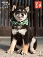 Página de desambiguação de um projeto da Wikimedia 18ª mesuke 18ª