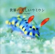 世界上美丽的海蛞蝓
