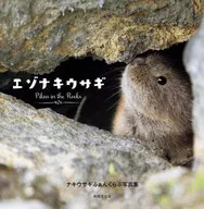 鼠兔-Pikas in the Rocks
