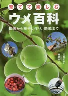 养生享受梅百科从收获到制作梅干，功效