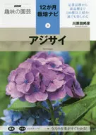 Hydrangea