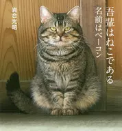 Soy un gato, me llamo Bacon.