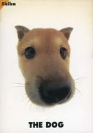 THE DOG Shiba
