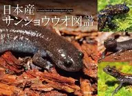 日本國產鯢圖冊/松井正文/關慎太郎