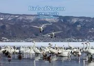 Birds of Nagano 吉村健二 野鳥写真集