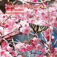 Insects of Nagano 吉村健二 昆虫写真集