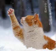 YOU'RE A CAT