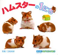 Hamster/Mitsuyoshi Tatematsu