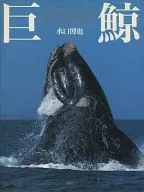 Giant Whale - Whales & Dolphins -